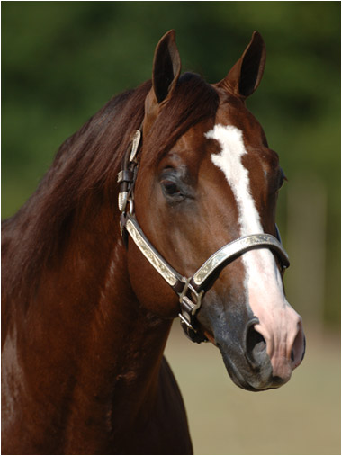 Cats Merada stallion frozen breeding horse equine vet veterinary doctor Calgary Cochrane Alberta