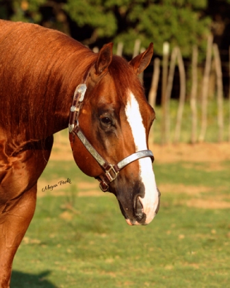 Smart Sugar Badger stallion frozen breeding horse equine vet veterinary doctor Calgary Cochrane Alberta