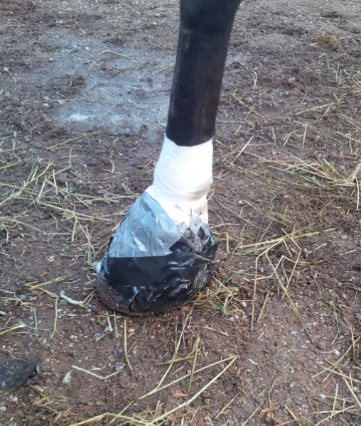 heel bulb laceration wound equine vet veterinarian doctor Calgary Cochrane Alberta