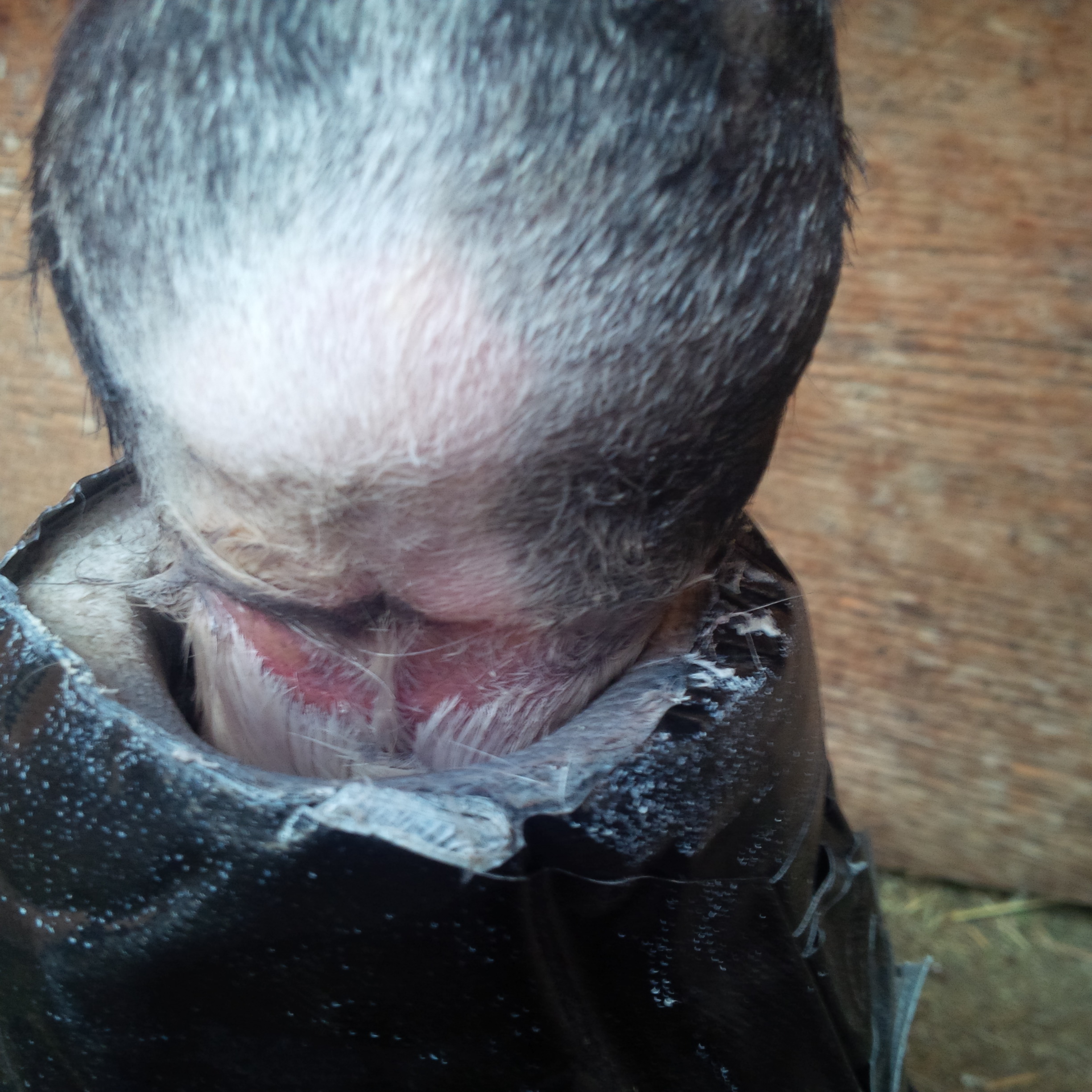 heel bulb laceration cut wound equine vet veterinarian doctor Calgary Cochrane Alberta