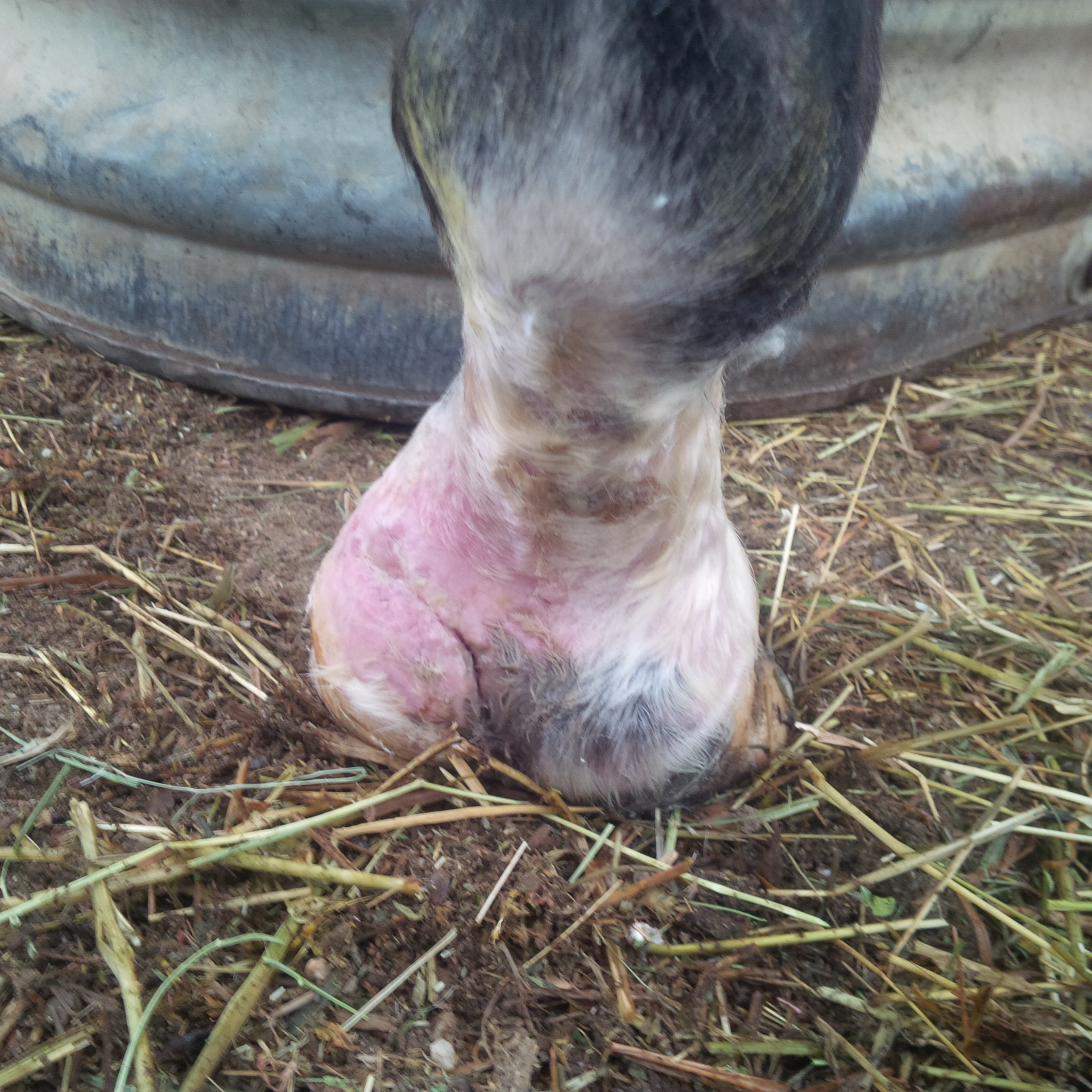 Equine Hoof Abscesses | All research done by the IAPF's Horse Owner  Education Committee. If you are a horse enthusiast or owner and would like  to join our free membership,... | By