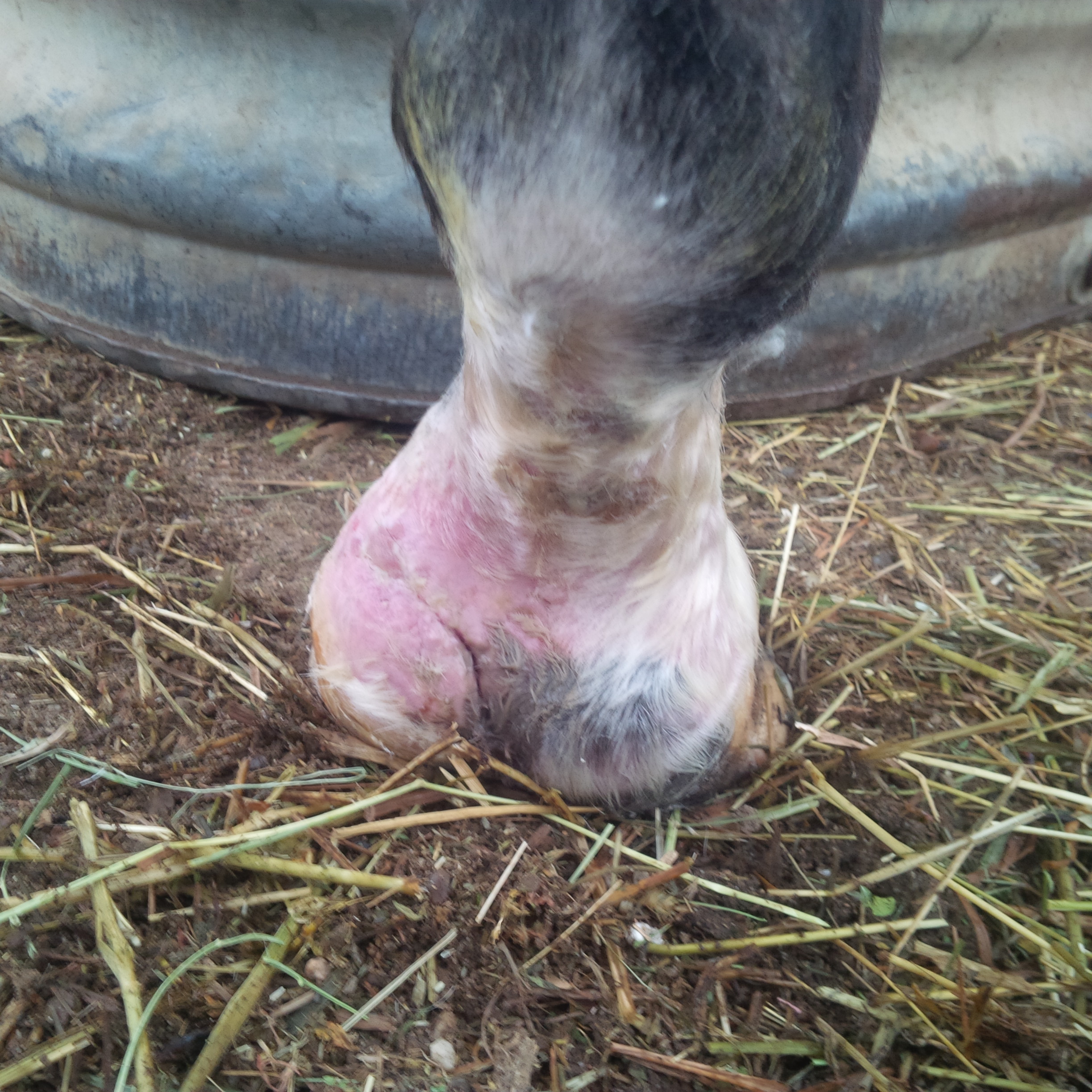 heel bulb laceration cut wound equine vet veterinarian doctor Calgary Cochrane Alberta