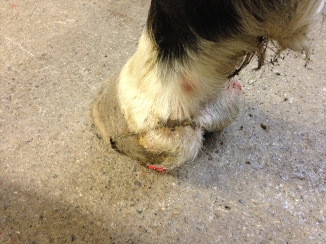 heel bulb laceration cut wound equine vet veterinarian doctor Calgary Cochrane Alberta