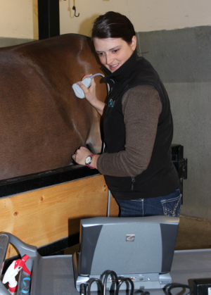 internal medicine ultrasound referral horse equine vet veterinary doctor Calgary Cochrane Alberta