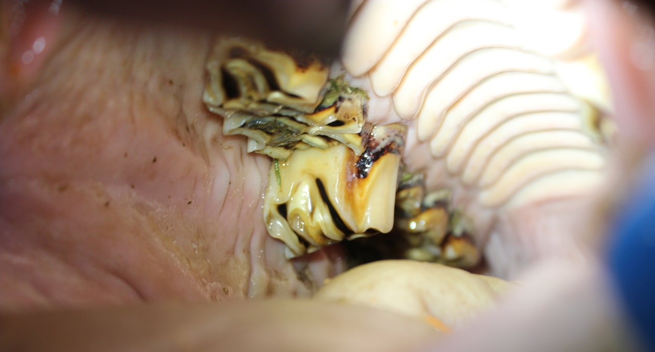 dentistry referral horse equine vet veterinary doctor Calgary Cochrane Alberta