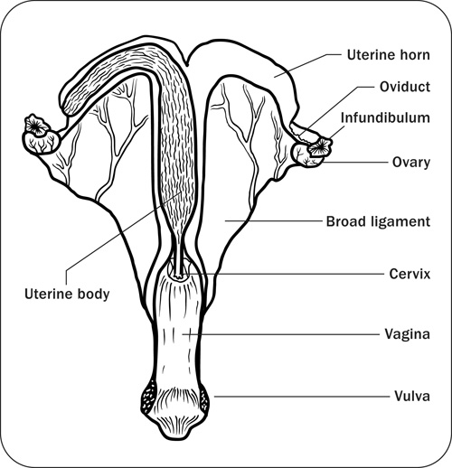 Representation of the mare reproductive tract