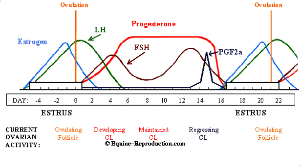 Diagram of the hormone profile during a regular reproductive cycle in the mare