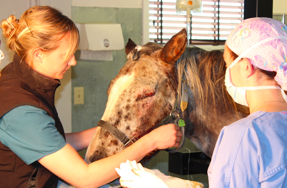 eye enucleation surgery surgeon Crystal Lee opthalmology equine vet veterinarian doctor Calgary Cochrane Alberta