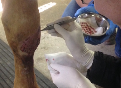 surgery skin graft surgeon Crystal Lee equine vet veterinarian doctor Calgary Cochrane Alberta