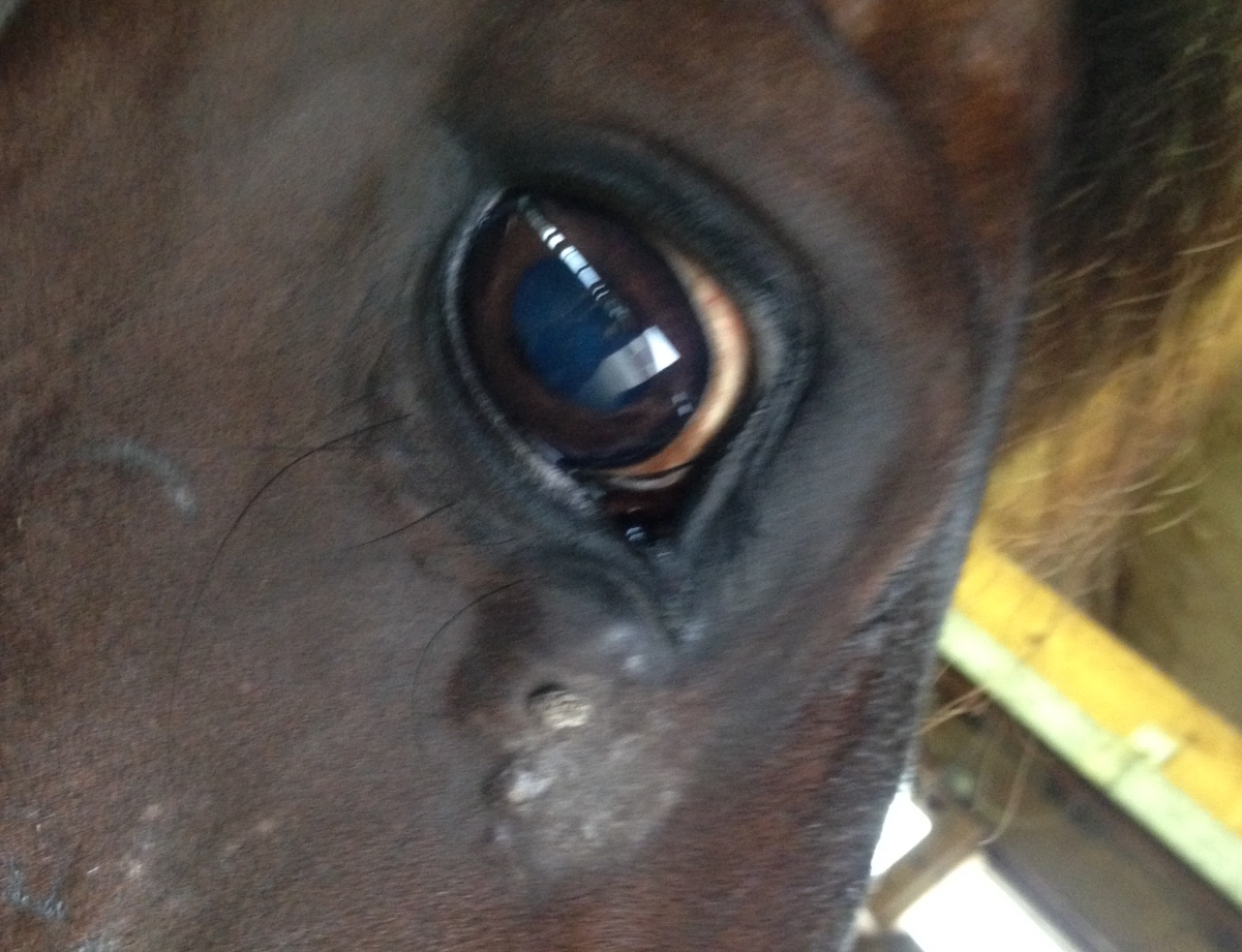 sarcoid surgery surgeon cisplatin Crystal Lee equine vet veterinarian doctor Calgary Cochrane Alberta