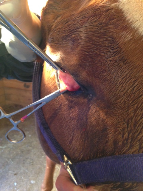 surgery surgeon third eyelid squamous cell carcinoma Crystal Lee equine vet veterinarian doctor Calgary Cochrane Alberta