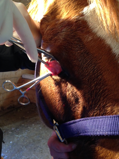 surgery surgeon third eyelid squamous cell carcinoma Crystal Lee equine vet veterinarian doctor Calgary Cochrane Alberta