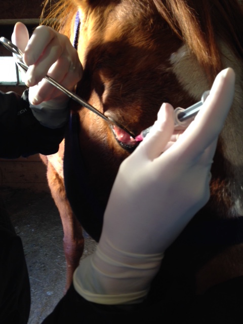 surgery surgeon third eyelid squamous cell carcinoma Crystal Lee equine vet veterinarian doctor Calgary Cochrane Alberta