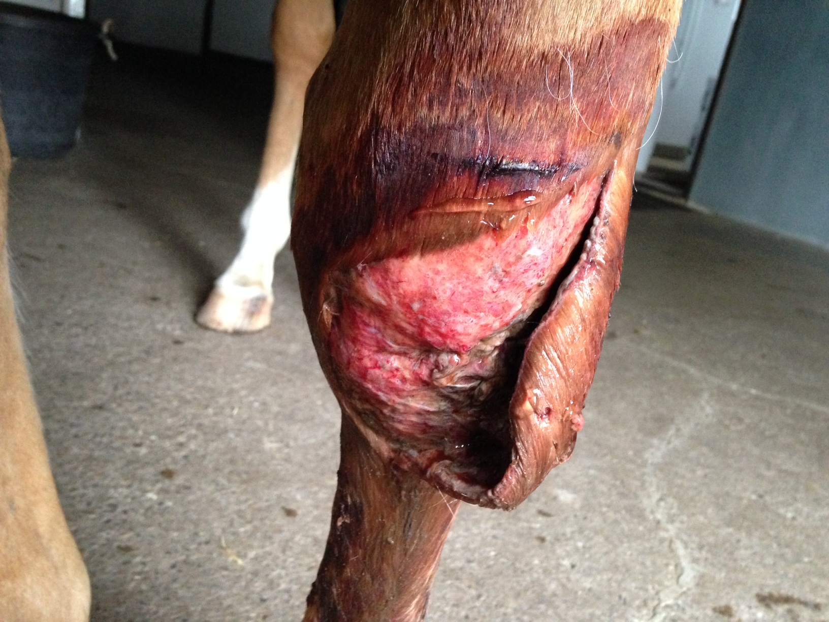 surgery surgeon Crystal Lee cut laceration knee carpus equine vet veterinarian doctor Calgary Cochrane Alberta