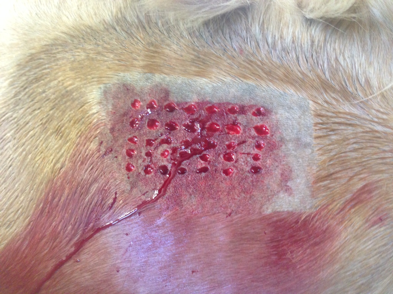 surgery surgeon skin graft Crystal Lee equine vet veterinarian doctor Calgary Cochrane Alberta