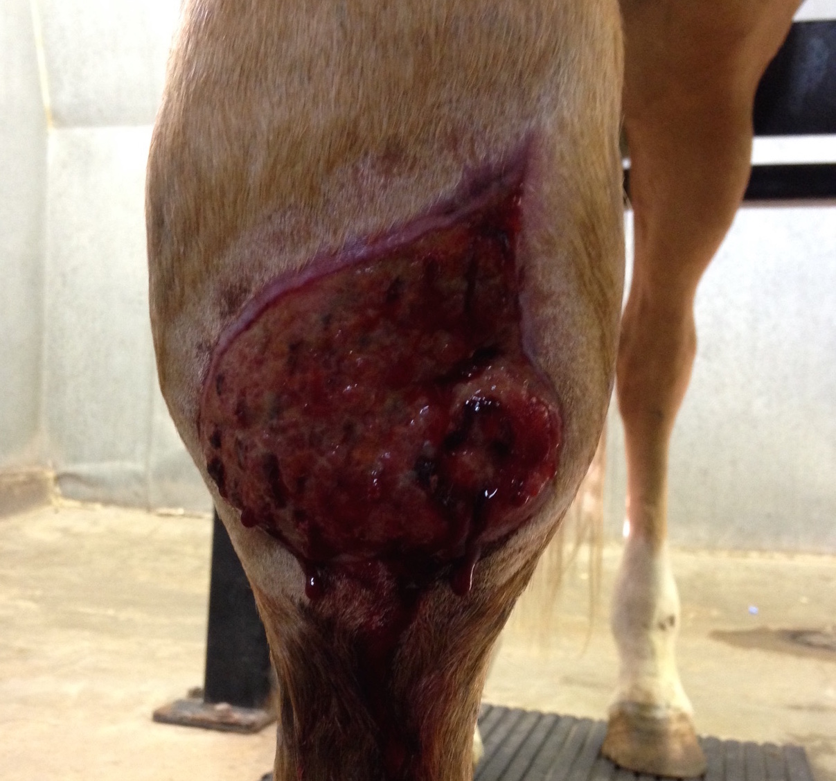 surgery surgeon skin graft Crystal Lee equine vet veterinarian doctor Calgary Cochrane Alberta