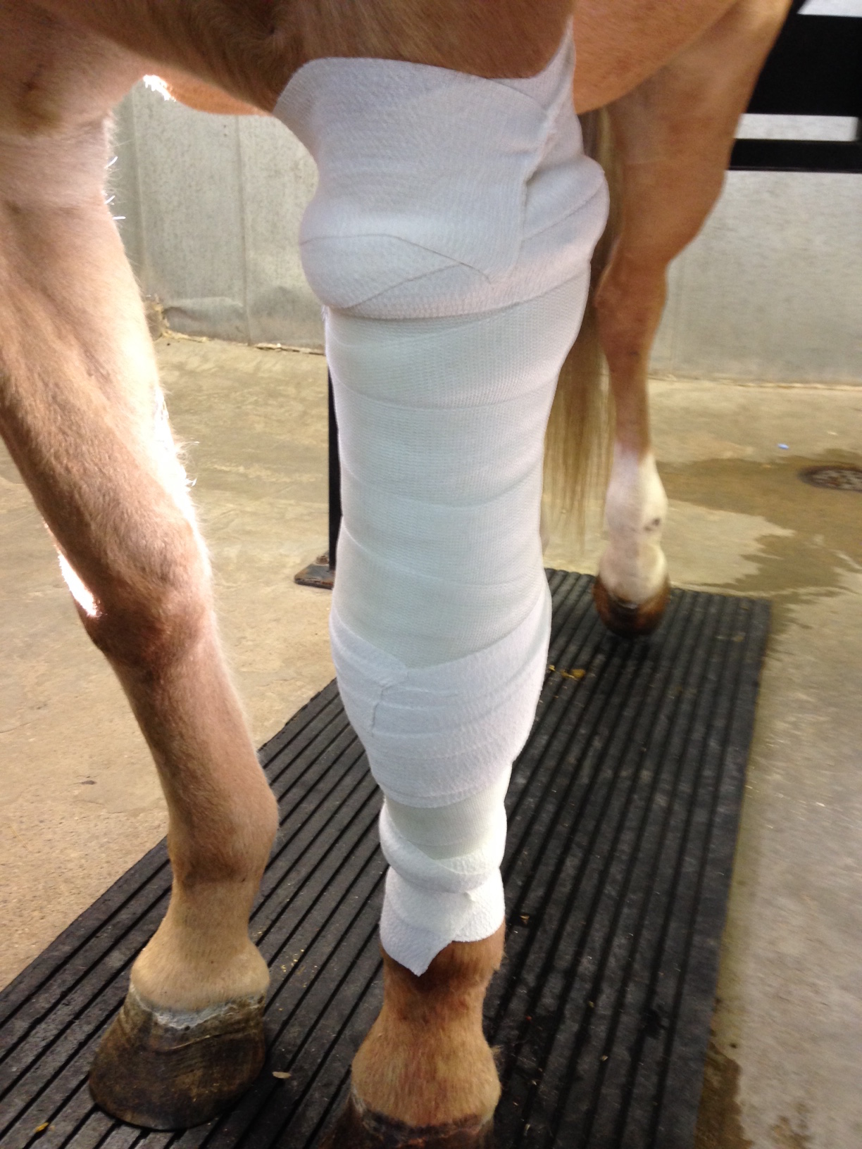 surgery surgeon skin graft Crystal Lee equine vet veterinarian doctor Calgary Cochrane Alberta cast