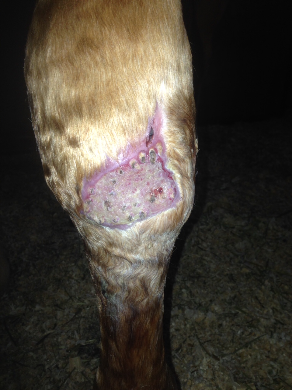 surgery surgeon skin graft Crystal Lee equine vet veterinarian doctor Calgary Cochrane Alberta
