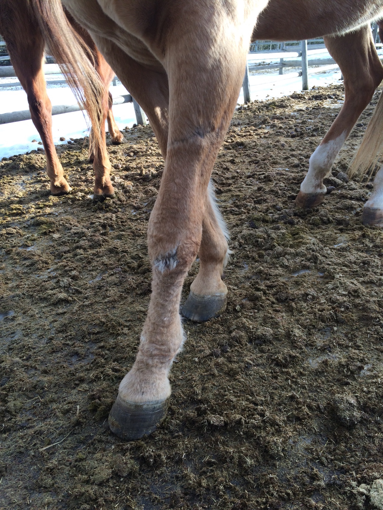 surgery surgeon skin graft Crystal Lee equine vet veterinarian doctor Calgary Cochrane Alberta