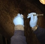vaccine vaccination 3-way 4-way 5-way 6-way equine vet veterinarian doctor Calgary Cochrane Alberta