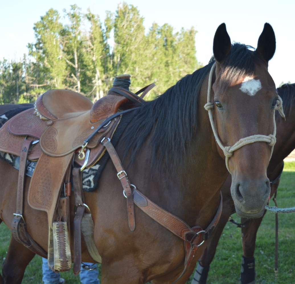 vaccine vaccination cold sick equine vet veterinarian doctor Calgary Cochrane Alberta