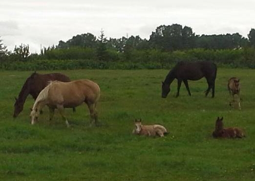 sleeping sickness vaccine vaccination eastern western encephalitis equine vet veterinarian doctor Calgary Cochrane Alberta