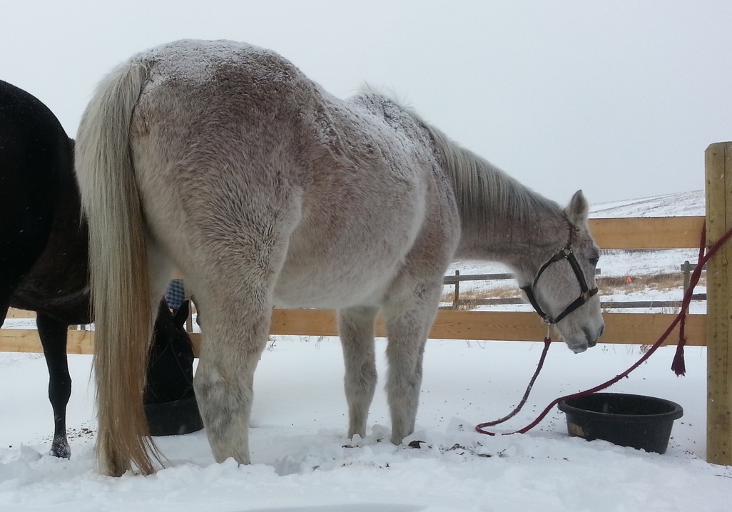 PPID Cushings equine vet veterinarian doctor Calgary Cochrane Alberta