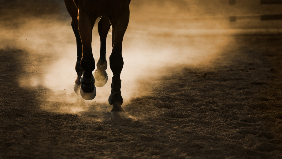 vaccine vaccination injections equine vet veterinarian doctor Calgary Cochrane Alberta