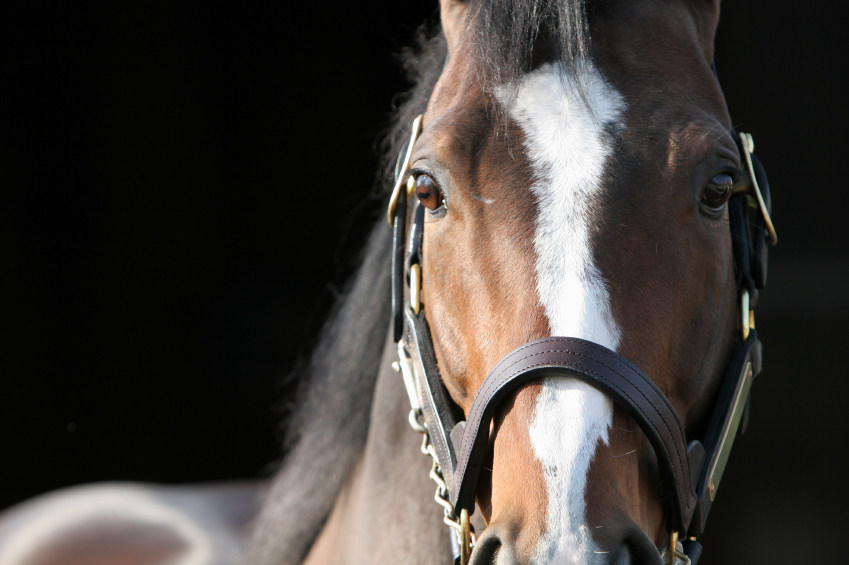 vaccine vaccination flu influenza equine vet veterinarian doctor Calgary Cochrane Alberta
