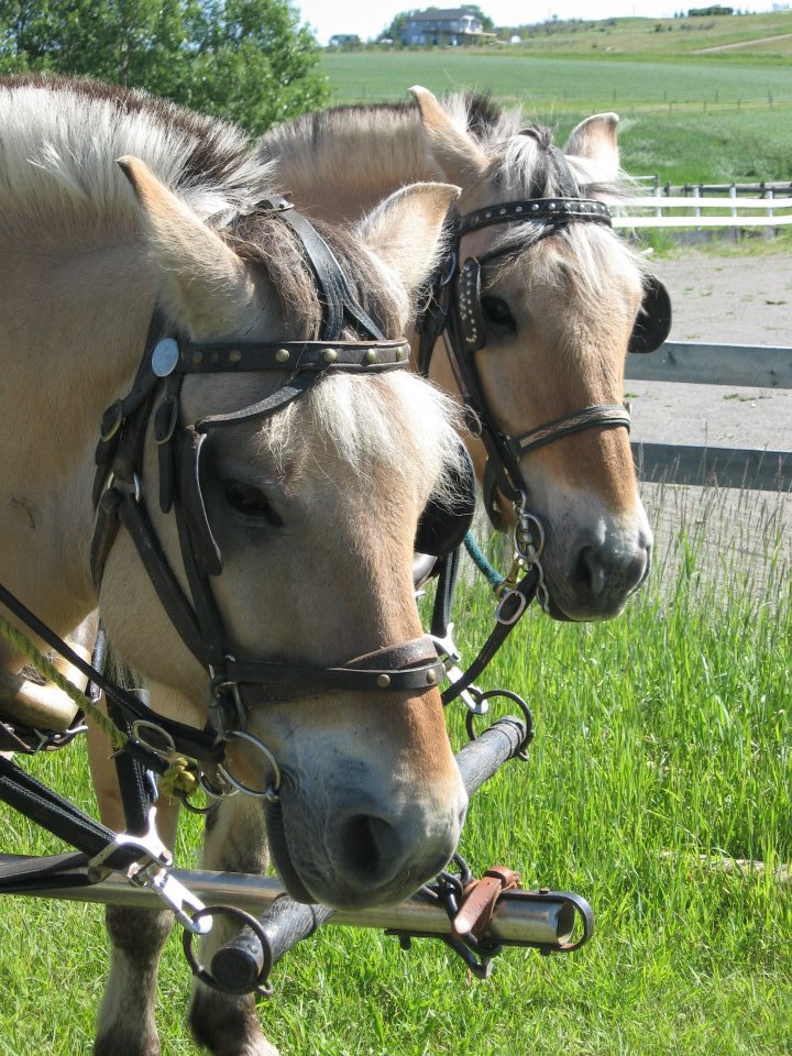 vaccine vaccination strangles equine vet veterinarian doctor Calgary Cochrane Alberta