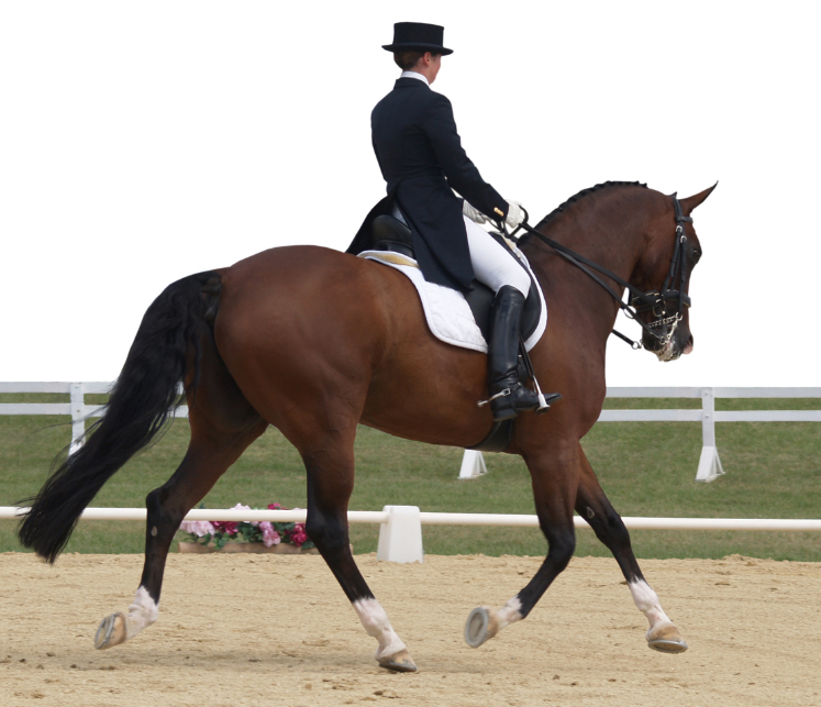 vaccine vaccination tetanus equine vet veterinarian doctor Calgary Cochrane Alberta
