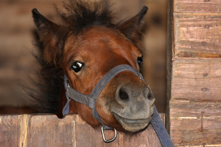 vaccine vaccination rhino rhinopneumonitis herpesvirus equine vet veterinarian doctor Calgary Cochrane Alberta