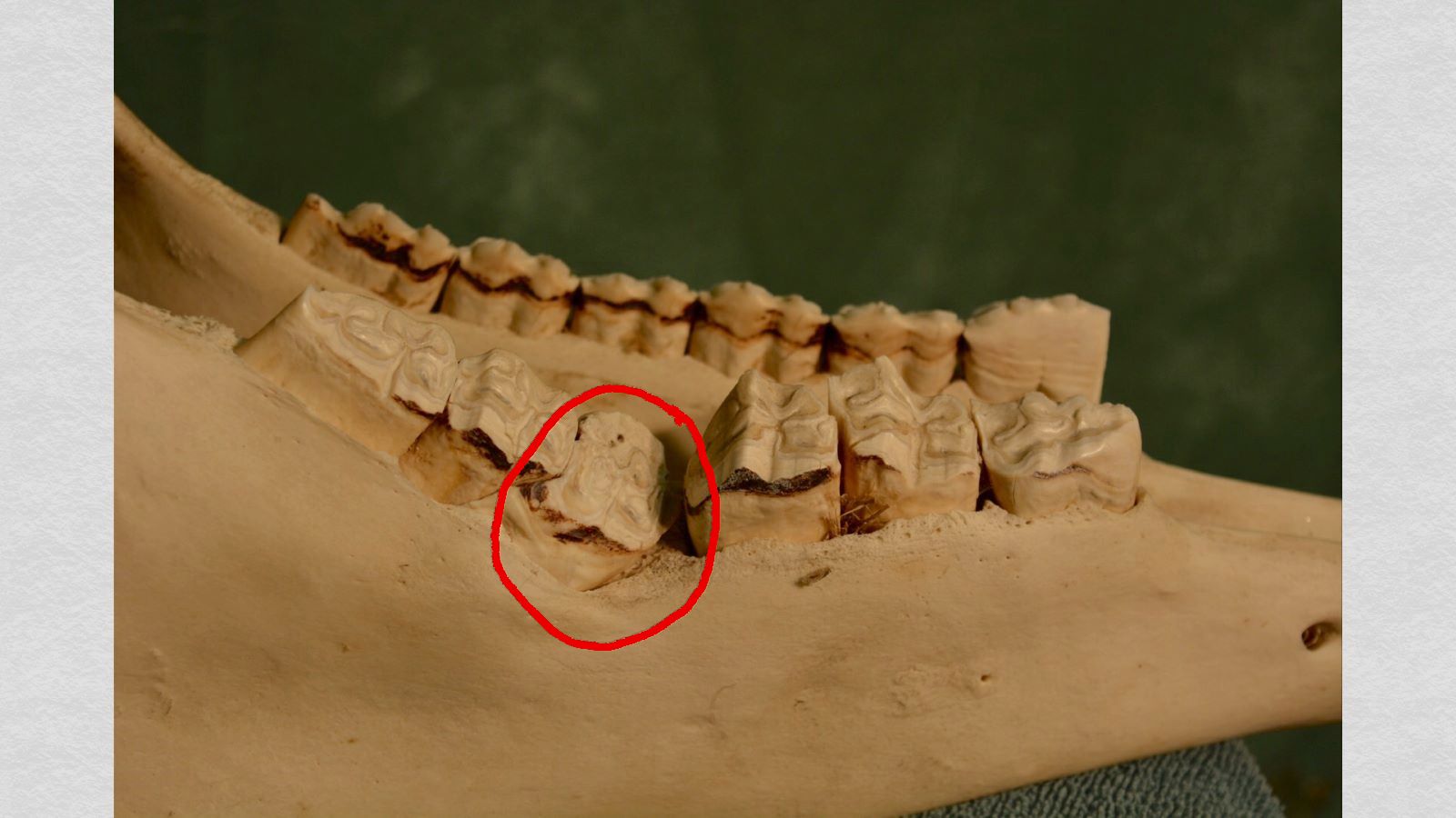 The fourth right lower cheek tooth is small and tipped, with a space between it and the tooth in front of it