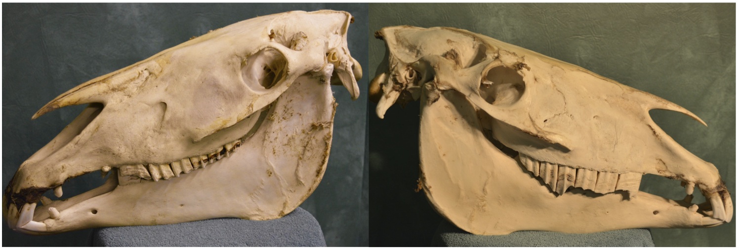 Note the stallion's "normal" side on the left, and the dentally affected side on the right (Note: there are some less significant abnormalities present on the left side as well)