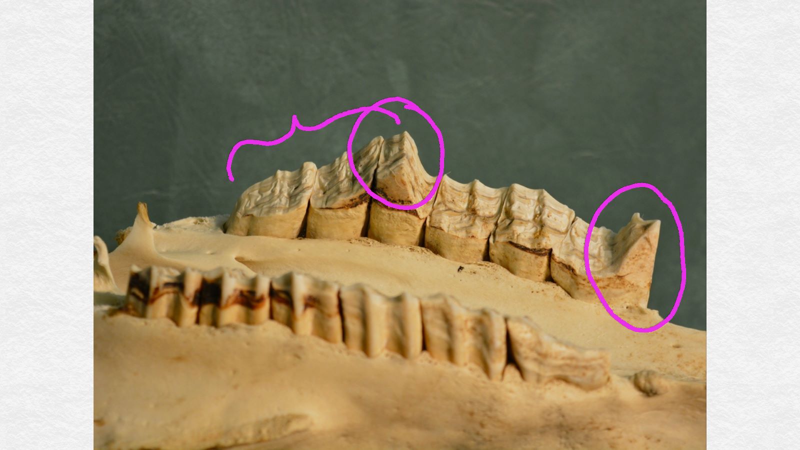 This is the upper jaw turned upside down. Note the overgrowths of the front tooth (far right) as well as the sloping nature of the back three teeth (on the left side of the photo). Also notice that on the "normal side" of the teeth (in the foreground of the photo), there is actually a little extra wear on the first tooth (far right).