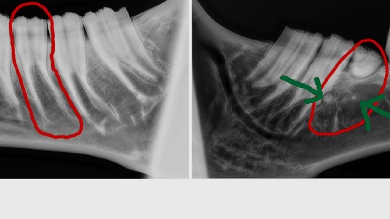 On left: Xrays of the normal left lower cheek tooth. On right: X-rays of the abnormal right lower cheek tooth. Note the two long, slender roots present on the tooth on the left that are absent on the right. The xray on the right shows only a small amount of crown and a few strangely shaped remnants of potential dental tissue