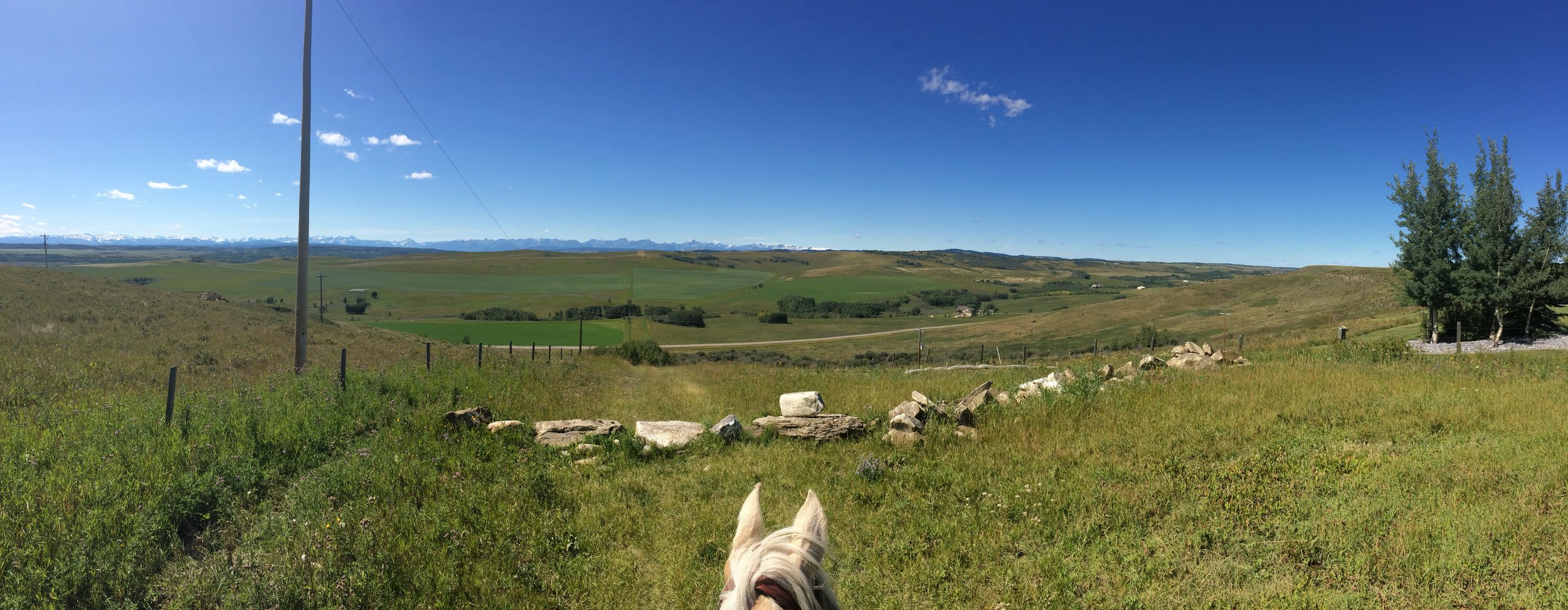 Equine Internships