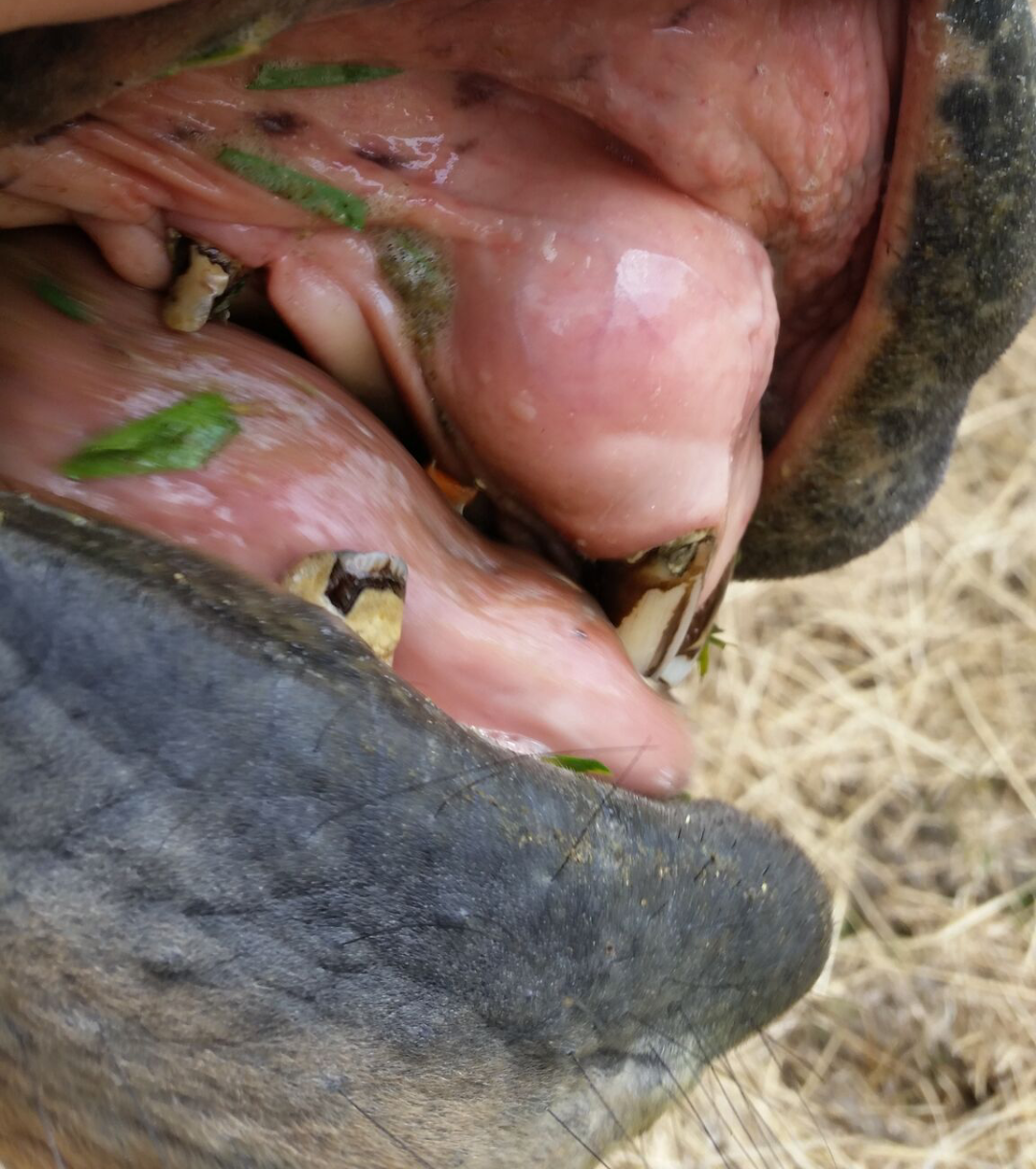 A clinical case of EOTRH in a geriatric gelding. Note the extreme bulbous appearance of gums over the incisor roots