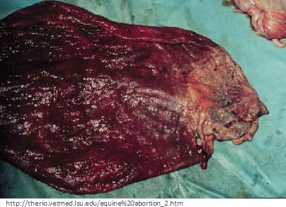 Placenta from a mare with placentitis showing a thickened and discoloured cervical star.