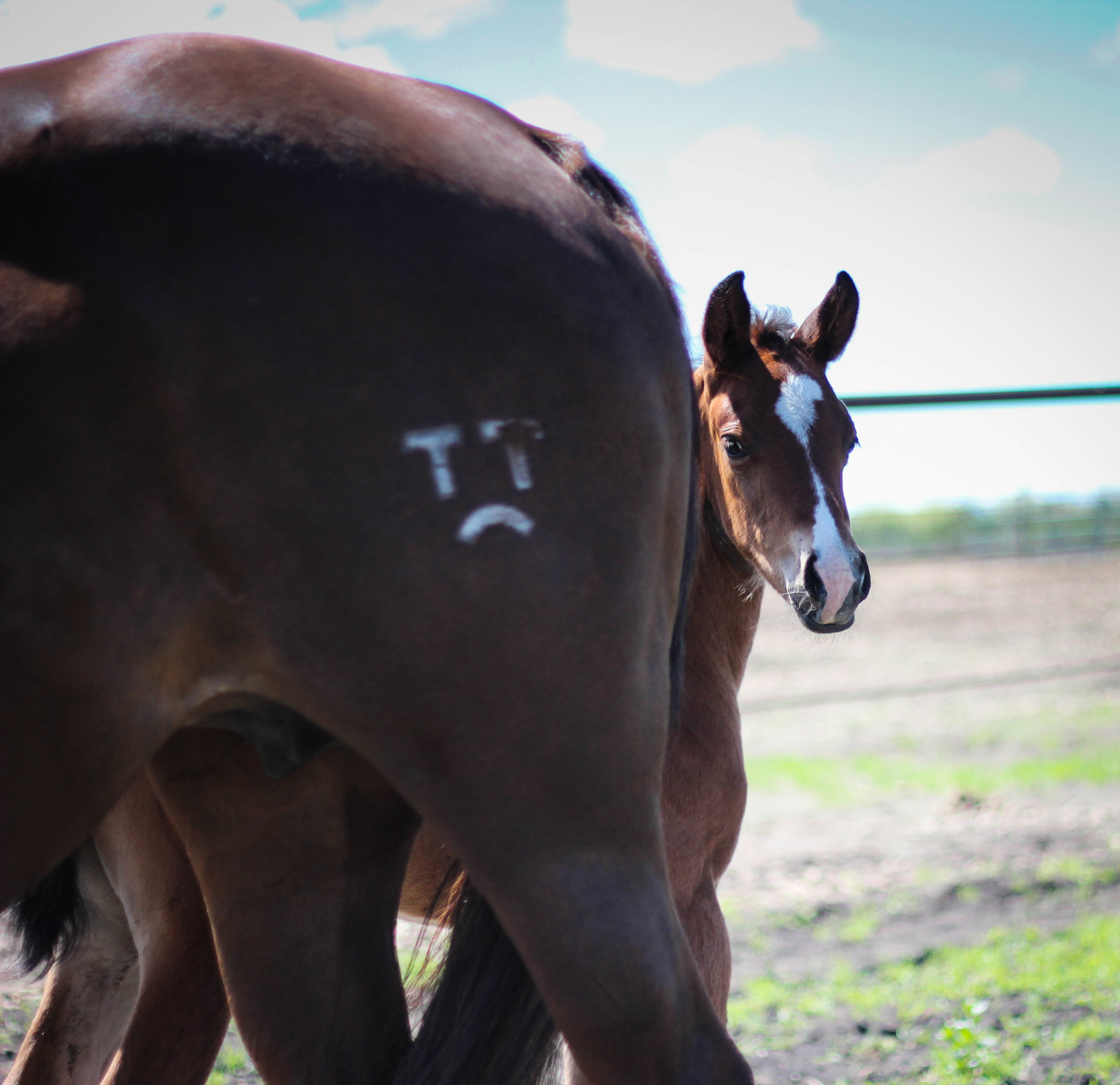 Horse Pregnancy: Signs, Stages, And How to Care for a Pregnant Mare  