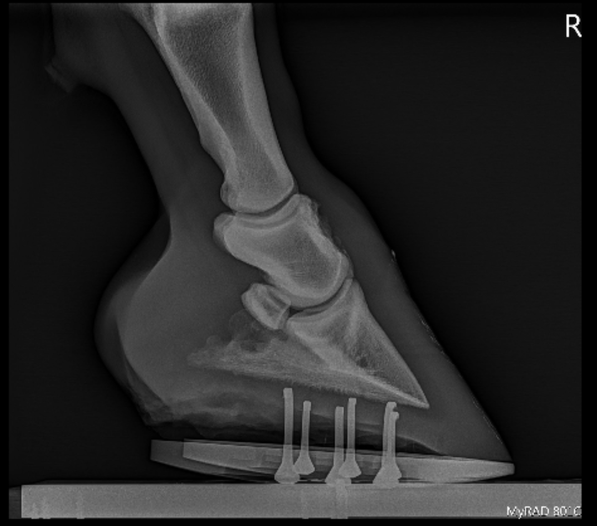 Podiatry Burwash Equine Services Podiatry Burwash Equine Services