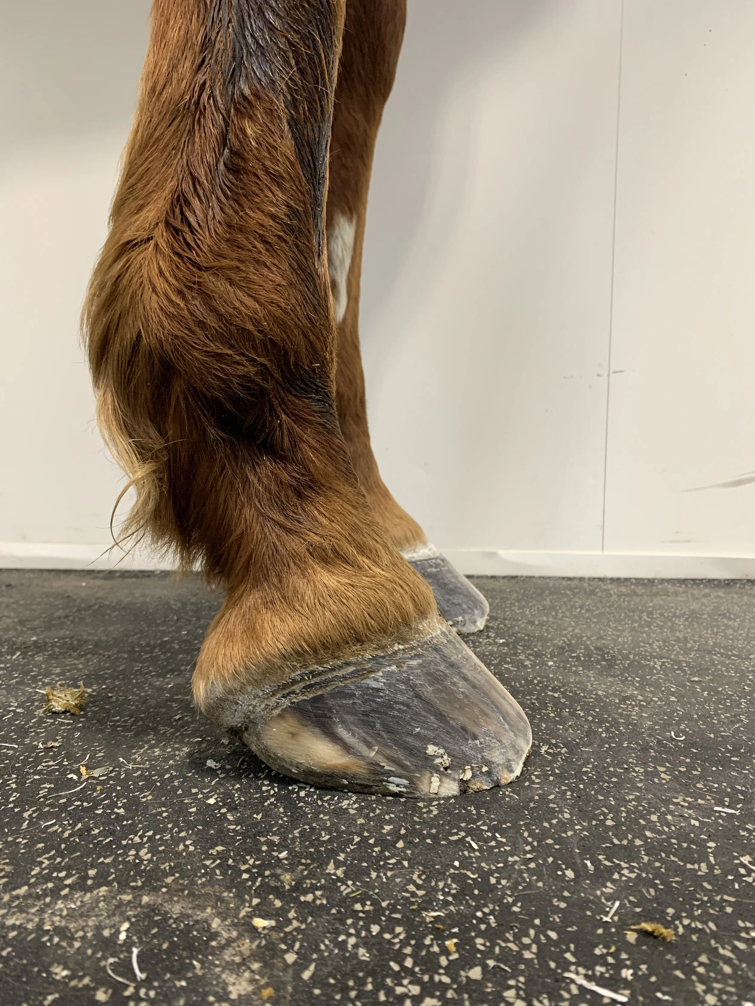 Lameness caused by thin soles in a horse — Burwash Equine Services