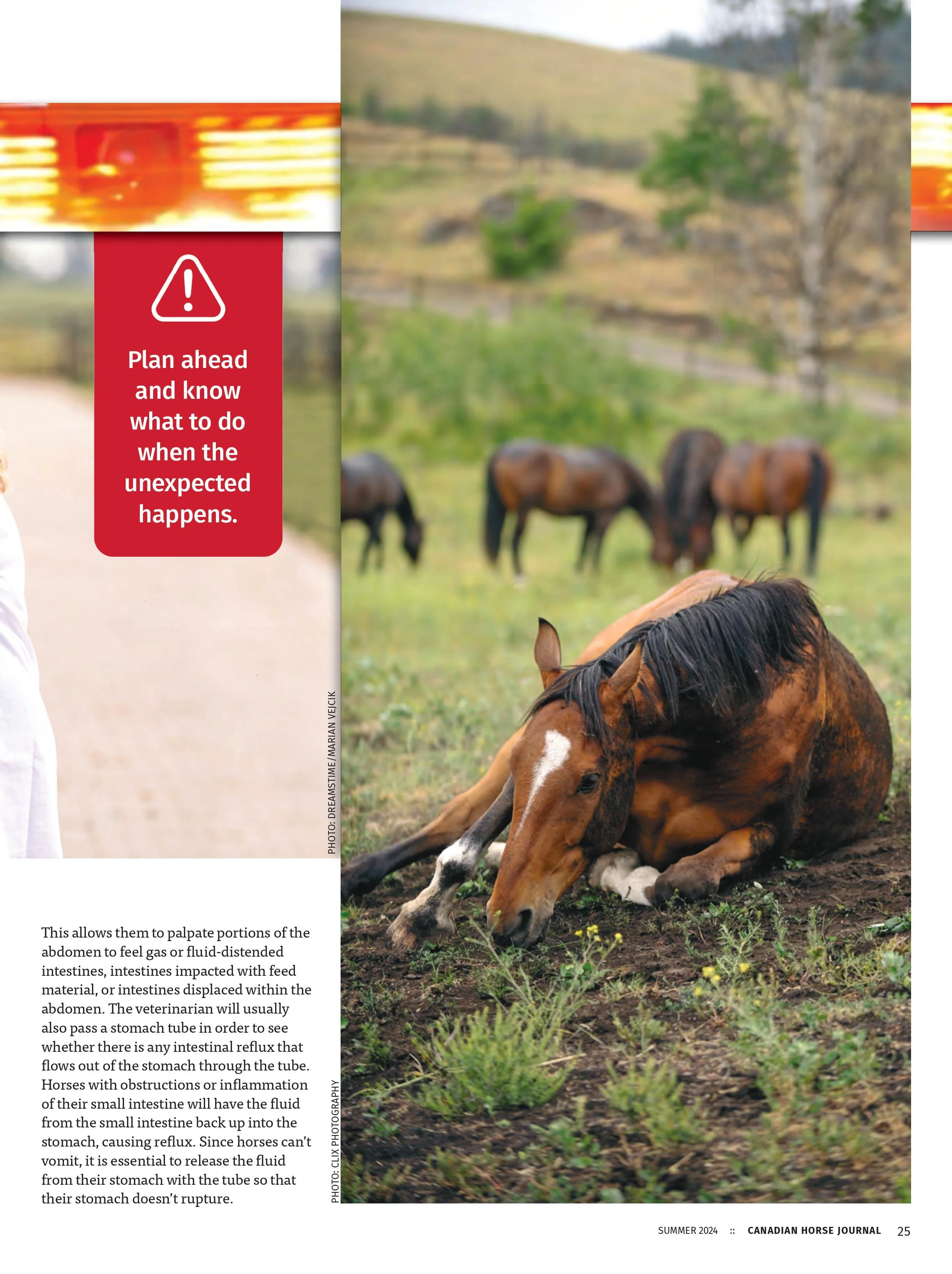 Equine Emergencies — Burwash Equine Services