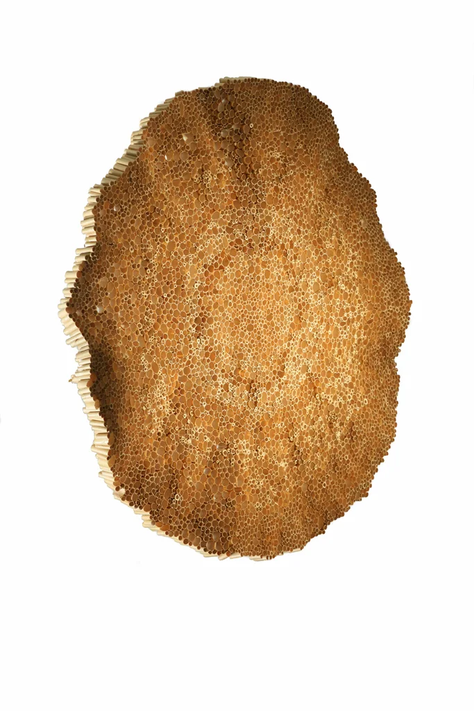 MouserY_8.jpg