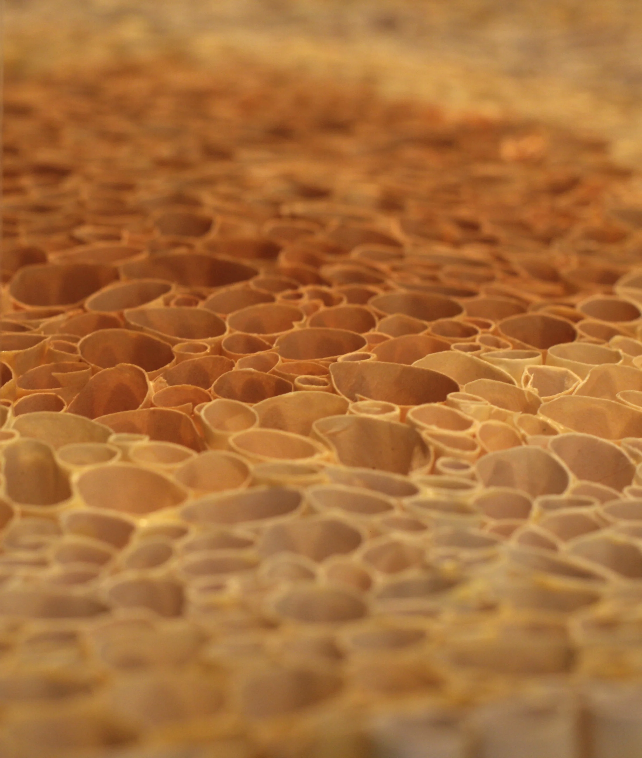 Cellulose#3_topcenter.jpg