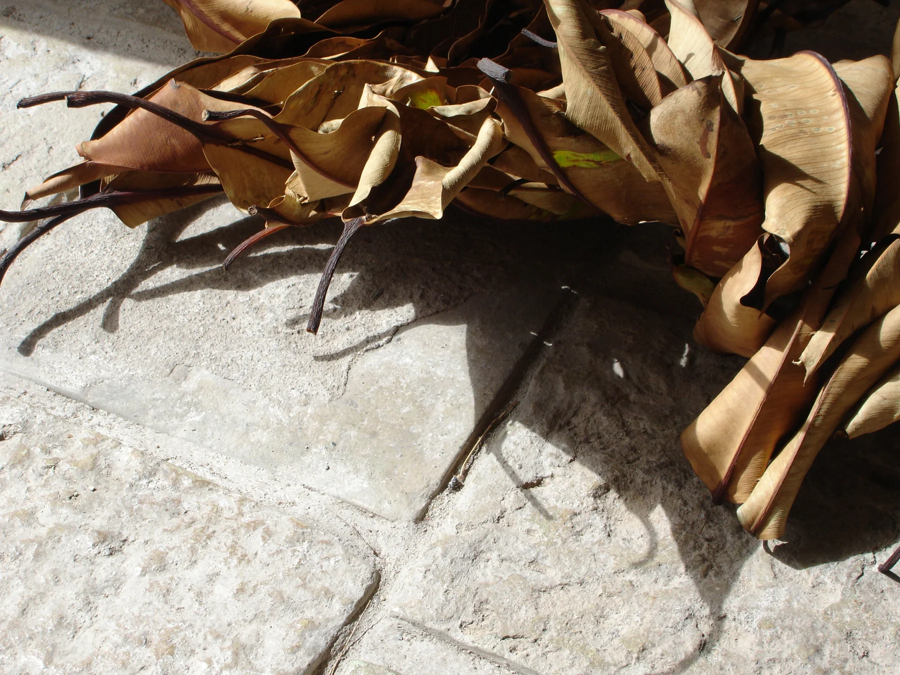 Unindeginous(detail ground).jpg
