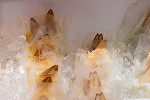 surfpops_0005_6.jpg