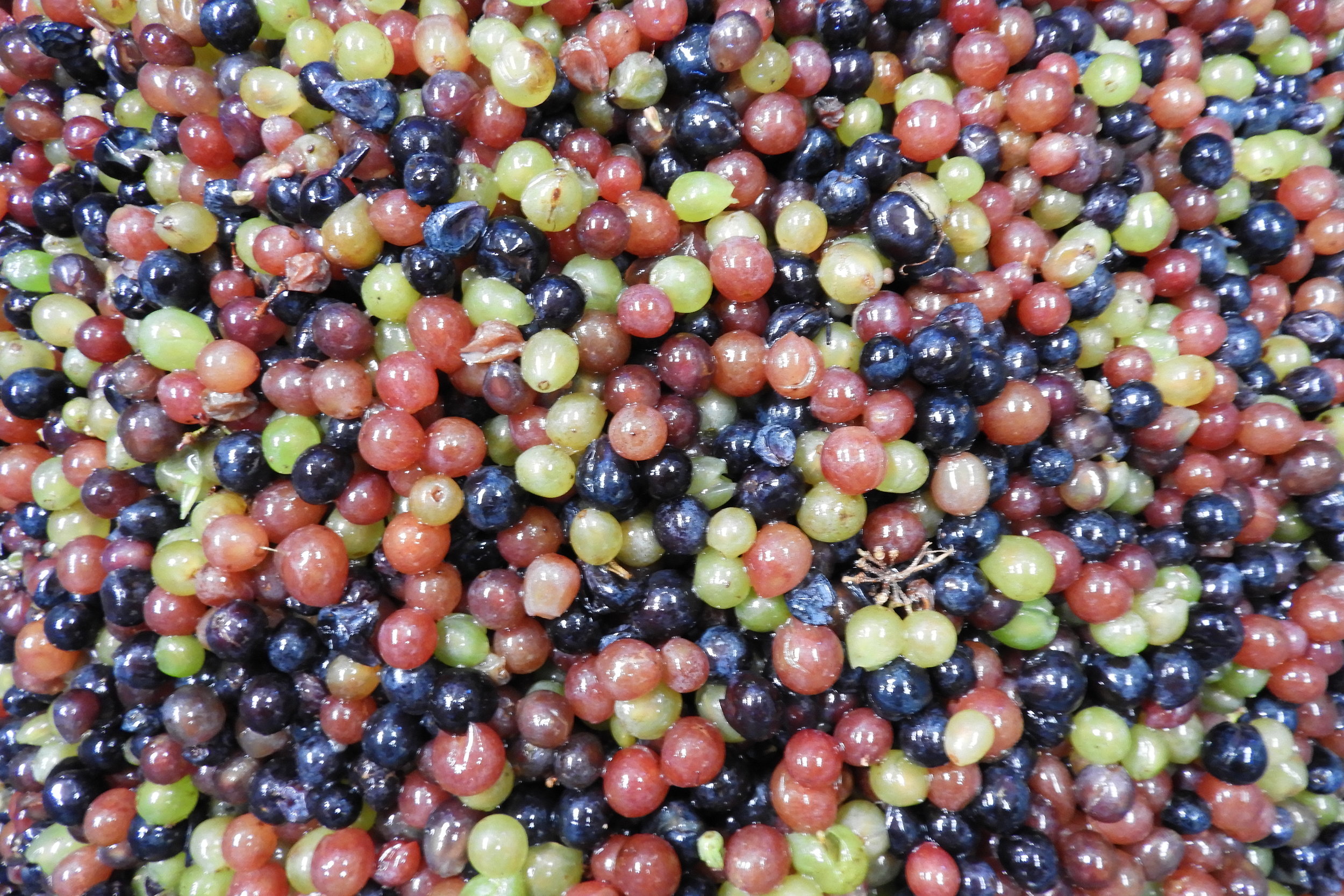 Grapes Ferment.JPG
