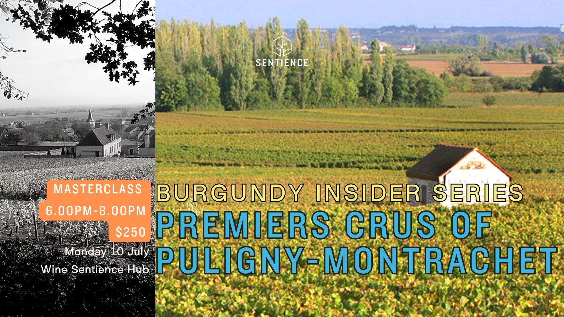 Puligny 1er wide.jpeg