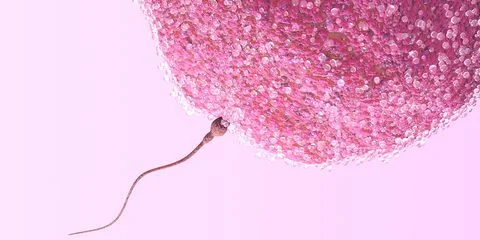 Fertility Facts: What Does Low Ovarian Reserve Really Mean?